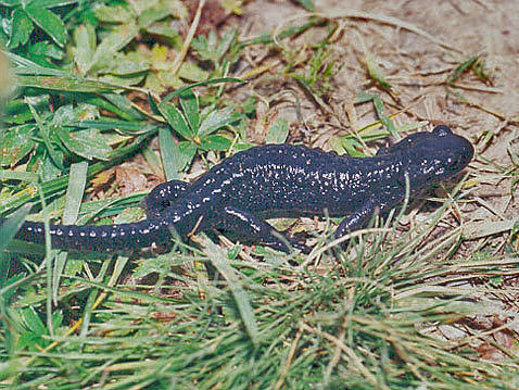 salamandra-atra.jpg  