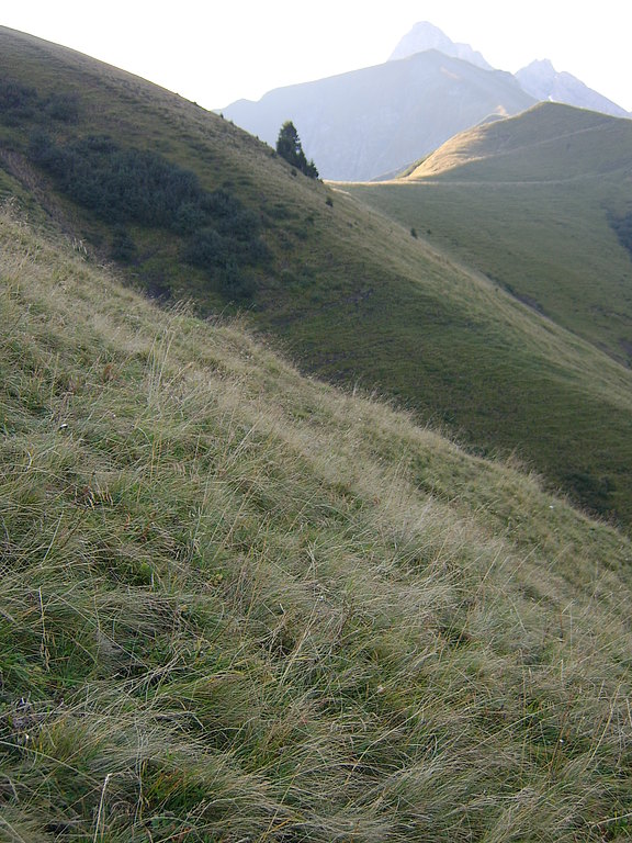 V08 Nardetum am Schmalhorn