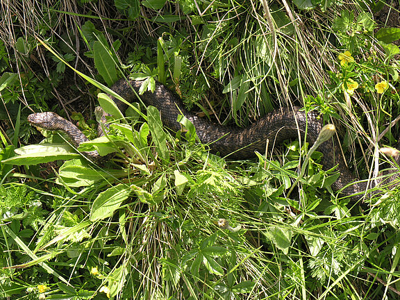 Reptilia_Vipera_berus_einoedsberg_01.jpg  