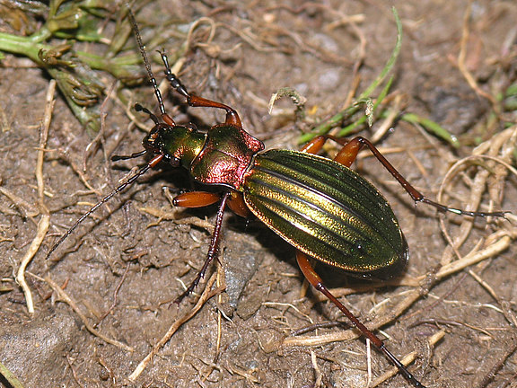 Carabus_auronitens_quad.jpg  